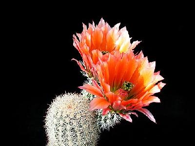 Photo Cactus 53 Flower