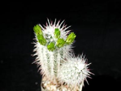 Photo Cactus 56 Flower