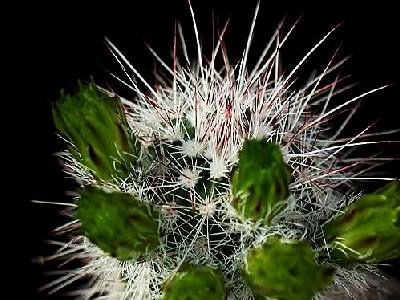 Photo Cactus 59 Flower