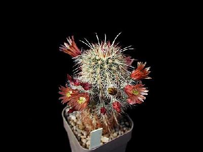 Photo Cactus 64 Flower