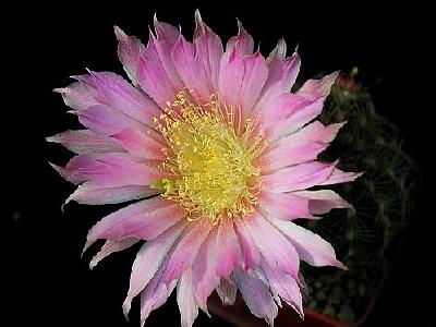 Photo Cactus 67 Flower