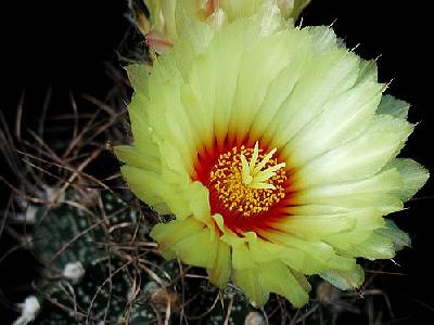 Photo Cactus 7 Flower