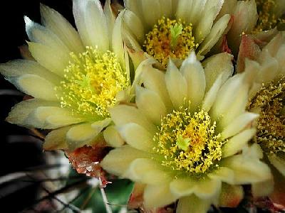 Photo Cactus 73 Flower