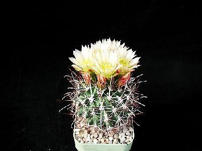 Photo Cactus 76 Flower