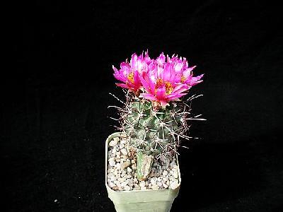 Photo Cactus 79 Flower