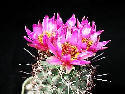 Photo Cactus 81 Flower