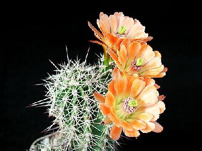 Photo Cactus 84 Flower