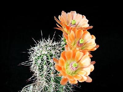 Photo Cactus 87 Flower