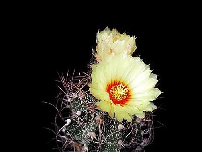 Photo Cactus 9 Flower