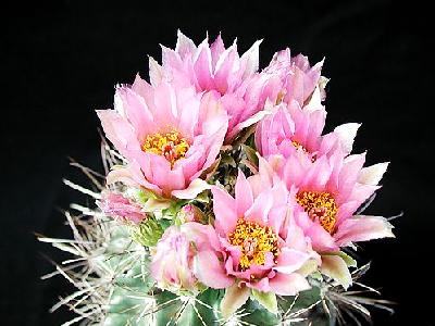 Photo Cactus 92 Flower