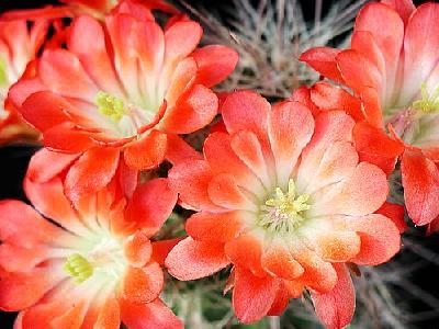 Photo Cactus 95 Flower