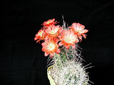 Photo Cactus 98 Flower
