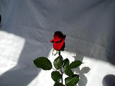 Photo Rose 11 Flower
