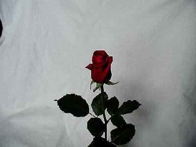 Photo Rose 17 Flower