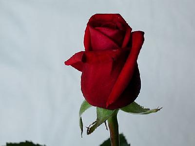 Photo Rose 24 Flower