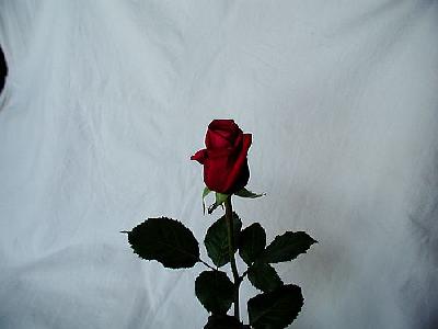 Photo Rose 27 Flower