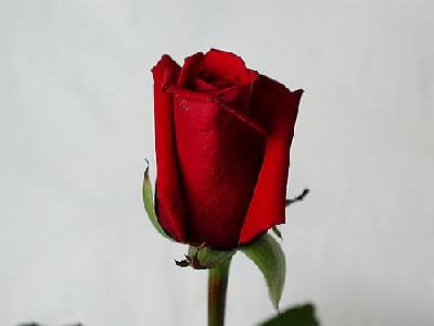 Photo Rose 39 Flower