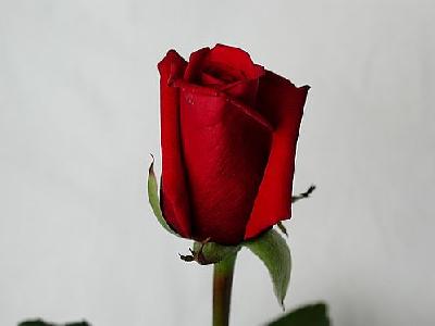 Photo Rose 41 Flower
