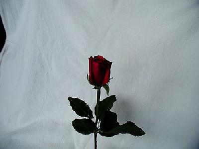 Photo Rose 44 Flower