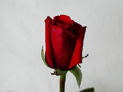 Photo Rose 47 Flower