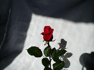 Photo Rose 5 Flower