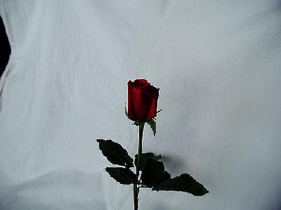 Photo Rose 52 Flower