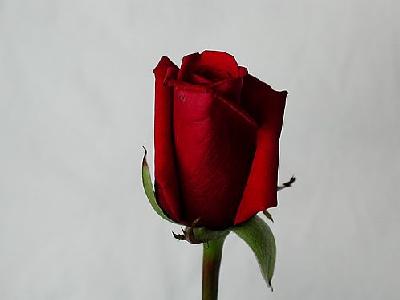 Photo Rose 55 Flower
