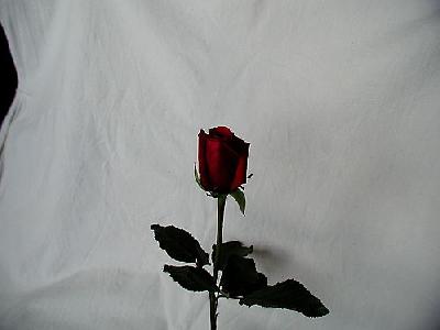 Photo Rose 58 Flower
