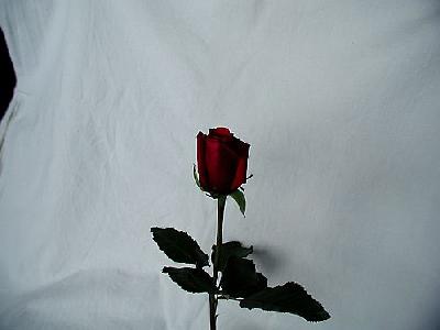 Photo Rose 60 Flower