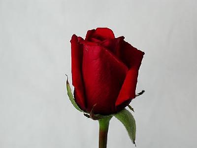 Photo Rose 63 Flower