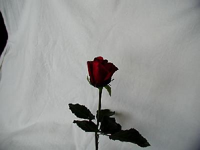 Photo Rose 66 Flower