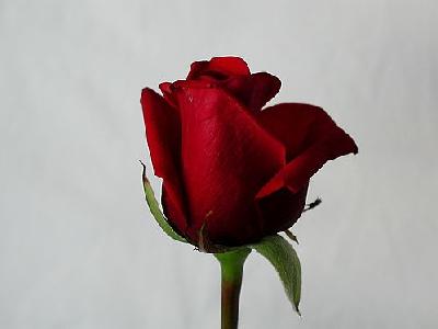 Photo Rose 69 Flower