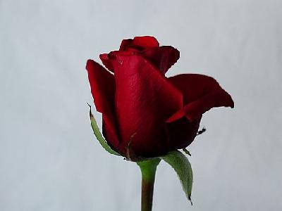 Photo Rose 71 Flower