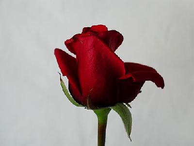 Photo Rose 77 Flower