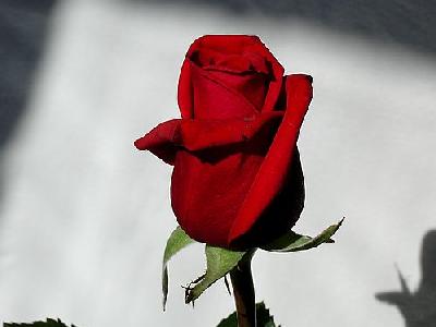 Photo Rose 8 Flower