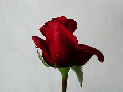 Photo Rose 85 Flower