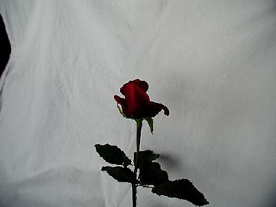 Photo Rose 88 Flower