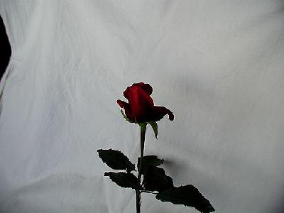Photo Rose 90 Flower