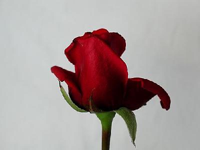 Photo Rose 93 Flower