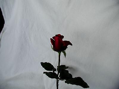 Photo Rose 96 Flower
