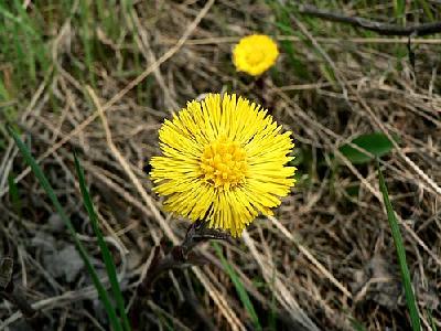 Photo Coltsfoot Flower