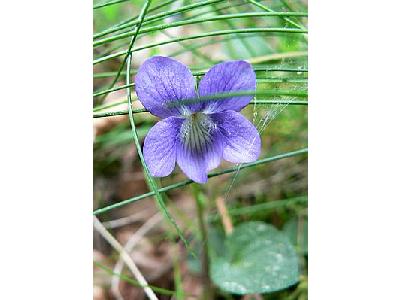 Photo Common Dog Violet 2 Flower