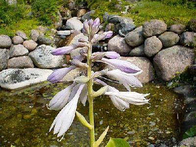 Photo Flower In Front Of Water Flower