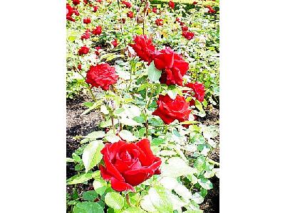 Photo Ingrid Bergman Roses Red Flower