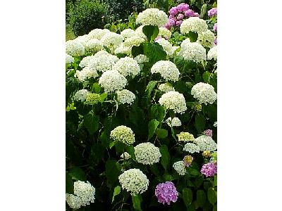 Photo White And Pink Flowers Flower