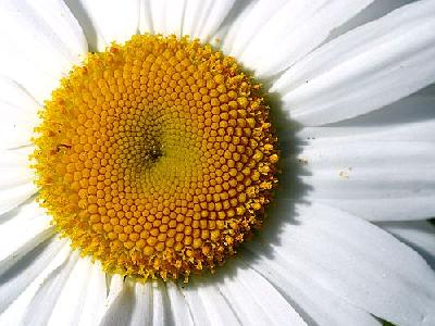 Photo Daisy Detail Flower