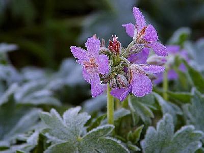 Photo Frost Flower