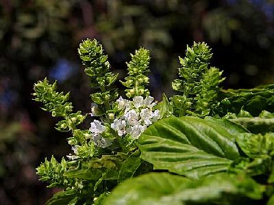 Photo Herbs Blooming Basil Flower