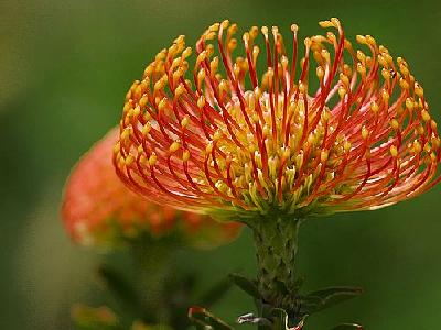 Photo Pincushion Protea Flower