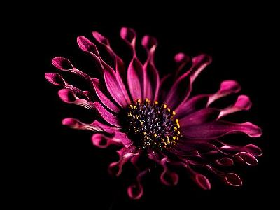 Photo Pink Whirls Daisy Flower